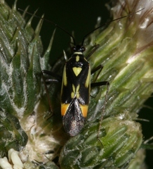 Grypocoris stysi