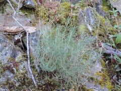 Santolina semidentata