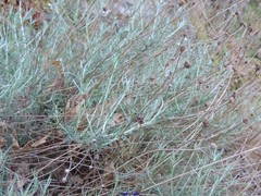 Santolina semidentata