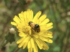 Cryptocephalus rugicollis