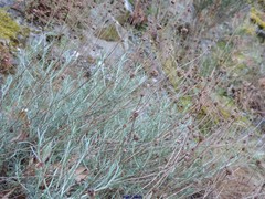 Santolina semidentata