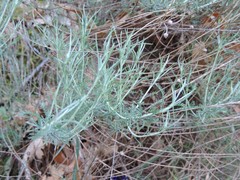 Santolina semidentata