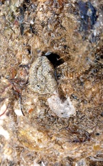 Synoicum sphinctorum