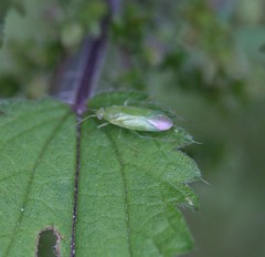 Orthotylus
