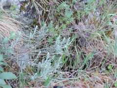 Santolina semidentata