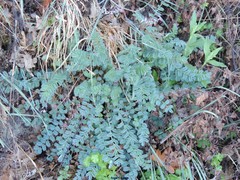 Sanguisorba minor balearica