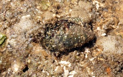 Brachidontes rostratus