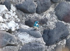 Alcedo coerulescens