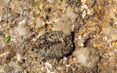 Brachidontes rostratus