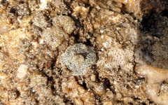 Synoicum sphinctorum