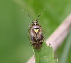Orthops