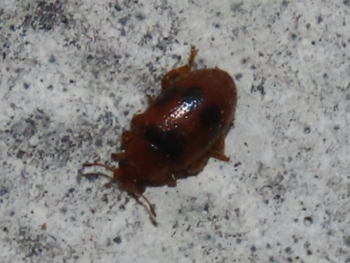 Spotted Marsh Ladybird, Voorschoten, Nederland, photo 10 of 10