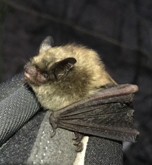 Myotis leibii