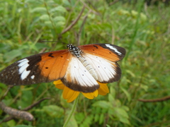 Acraea encedana