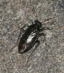 Macrosaldula scotica
