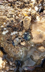 Chlorodiloma odontis