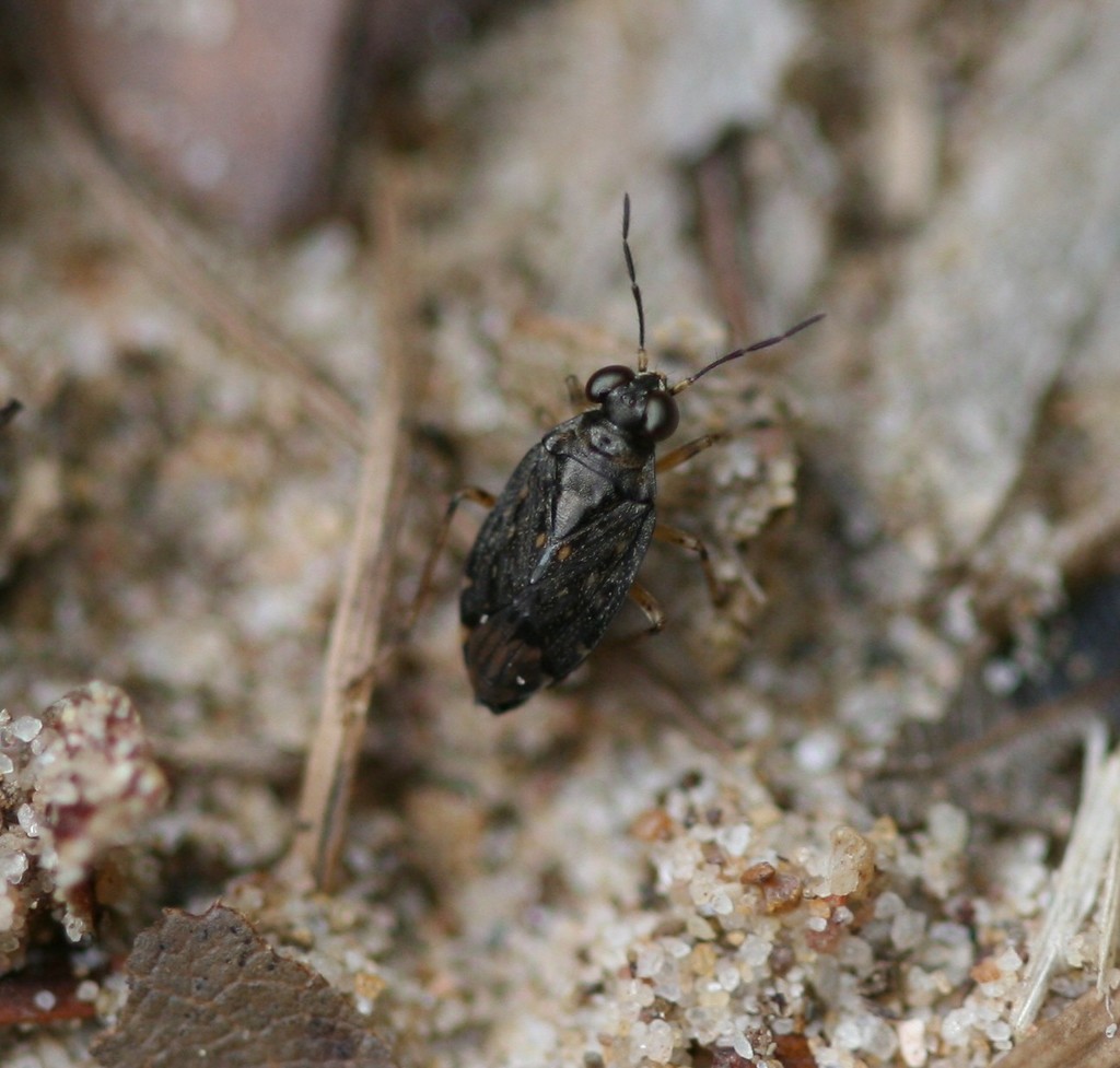 Saldula orthochila