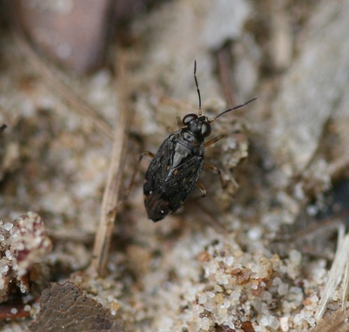 Saldula orthochila