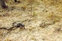 Python natalensis
