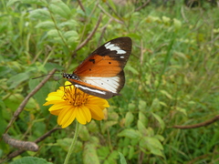 Acraea encedana