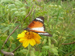 Acraea encedana