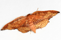 Draconia denticulata