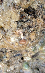 Stolidobranchia
