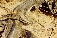 Python natalensis