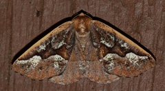 Caripeta aretaria