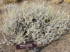 Senecio filaginoides