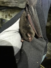 Myotis grisescens