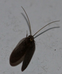 Sympherobius occidentalis image