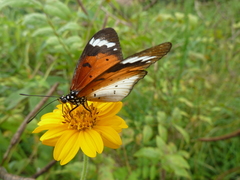 Acraea encedana