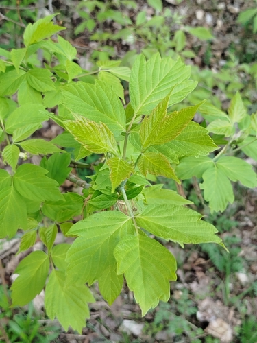 box elder