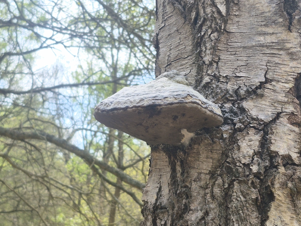 Fomes fomentarius · April 2026 · photo: © nikonbird007 (iNaturalist, cc0)
