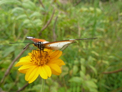 Acraea encedana