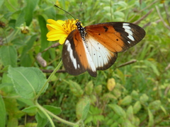 Acraea encedana