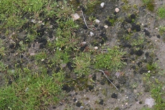 Enchylium coccophorum