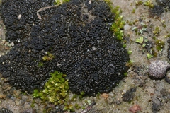 Enchylium coccophorum