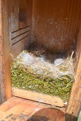 Poecile carolinensis