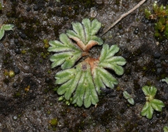 Riccia nigrella