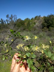 Clematis lasiantha