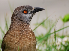 Brown Babbler photo 2