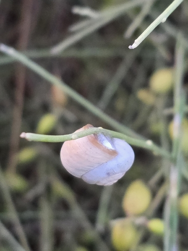 Theba pisana