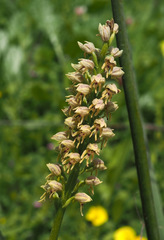 Orchis galilaea