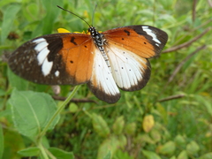 Acraea encedana