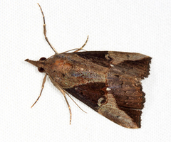 Hypena andraca