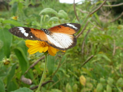 Acraea encedana