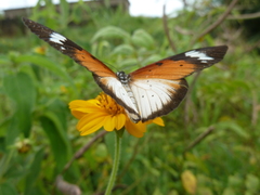 Acraea encedana