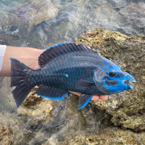 Blue tumbler (Scarus coelestinus) — Scaridae — 3